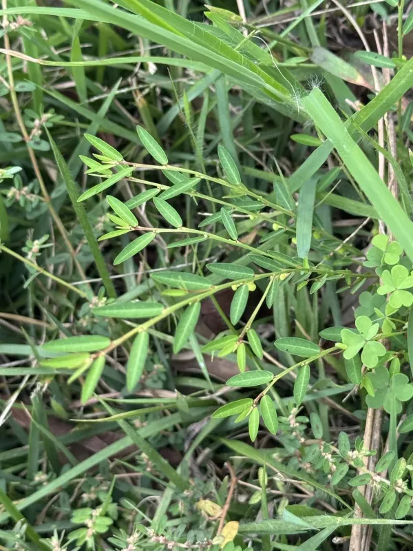 Phyllanthus ussuriensis