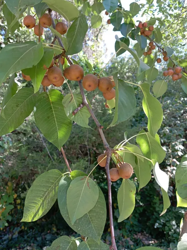 Pyrus pyrifolia