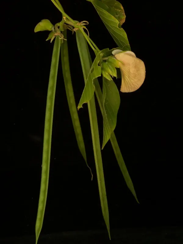 Centrosema macrocarpum