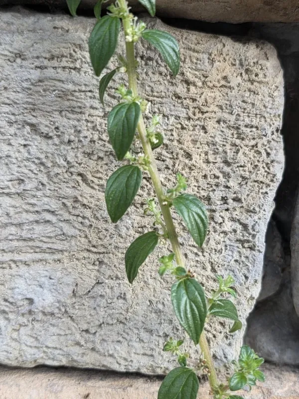 Pouzolzia zeylanica