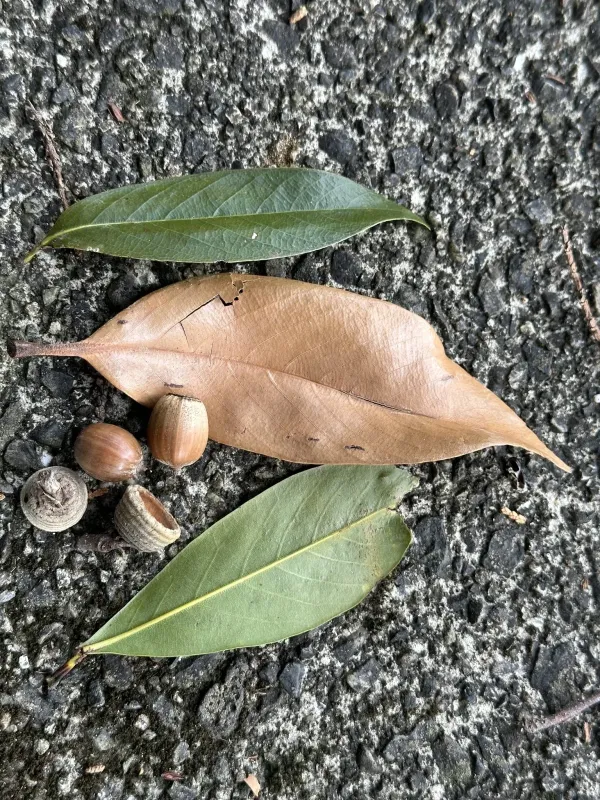 Japanese evergreen oak