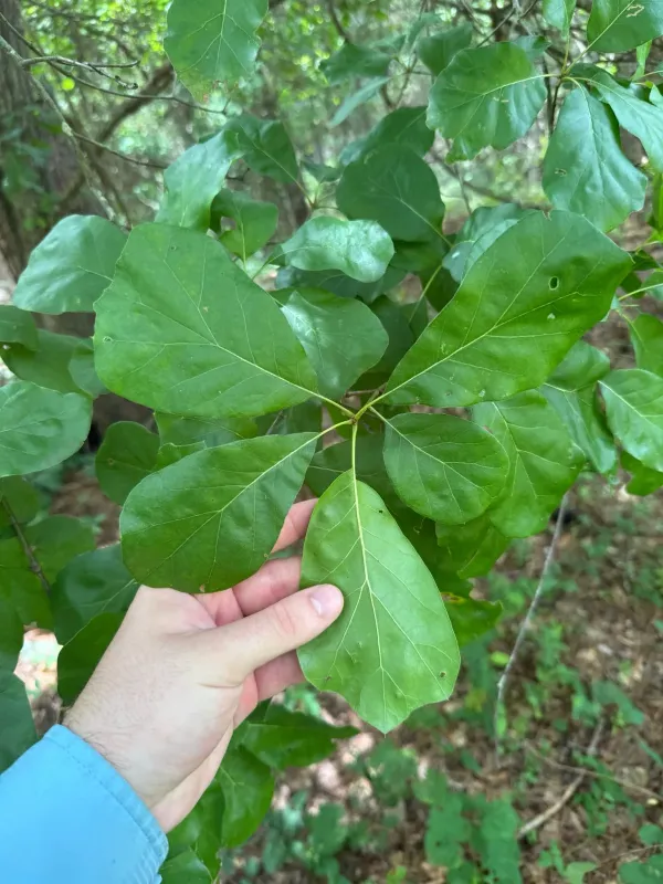 Arkansas oak