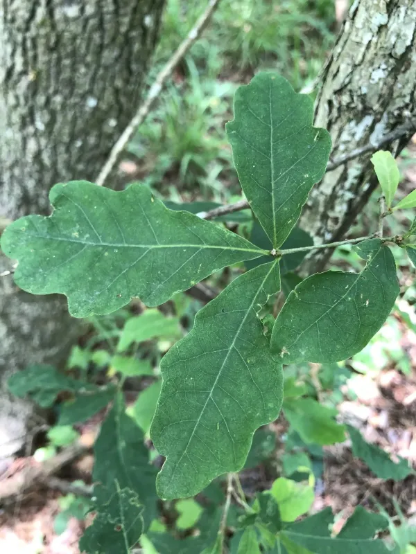 Southern live oak (Quercus austrina)