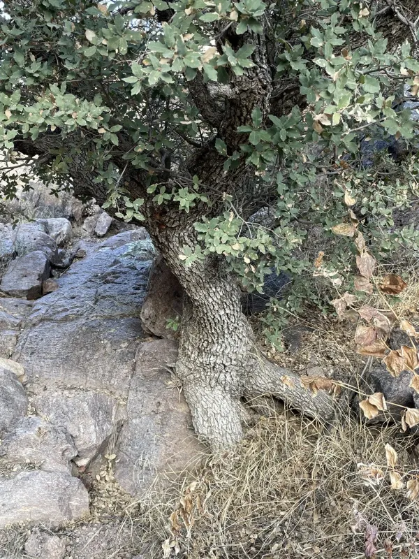 Arizona white oak