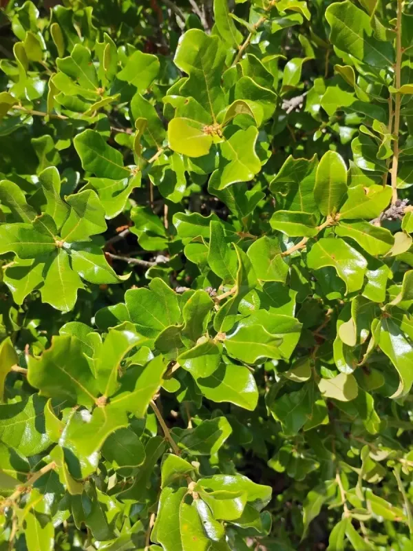 Chapman oak