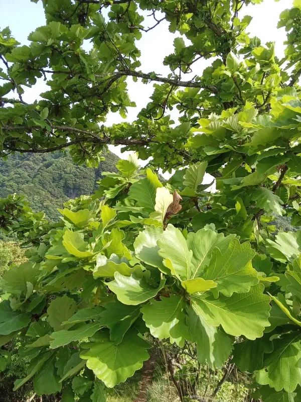 Daimyo oak