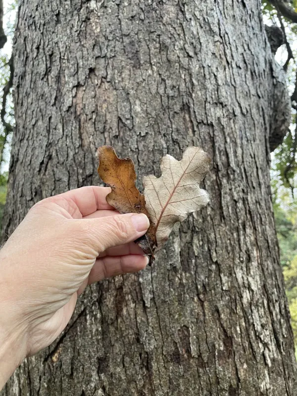 Durand oak