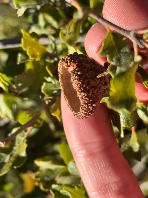 Scrub oak