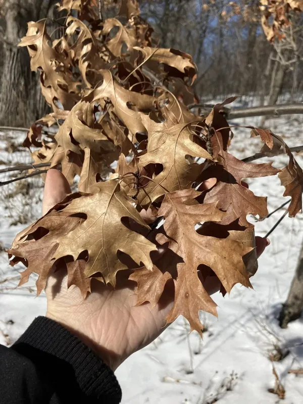 Northern pin oak