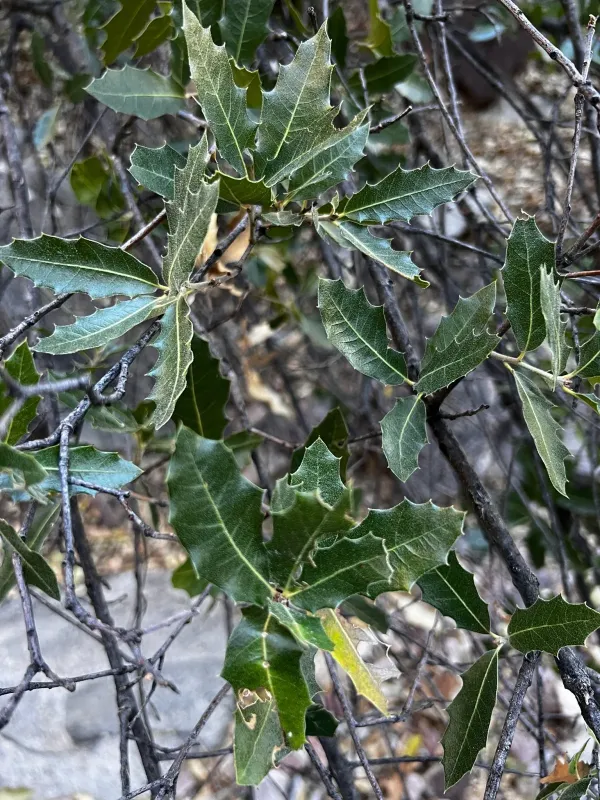 Emory oak