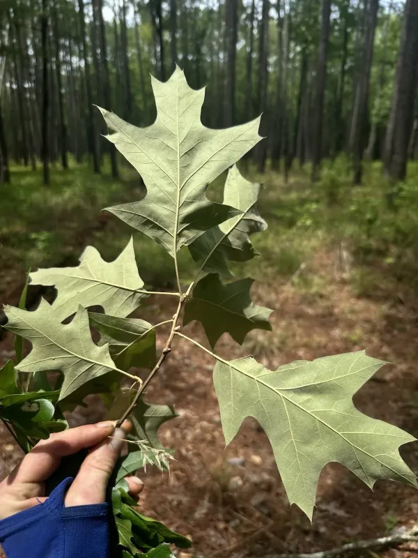 Cherrybark oak