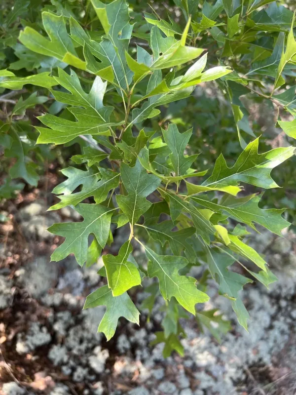 Georgia oak