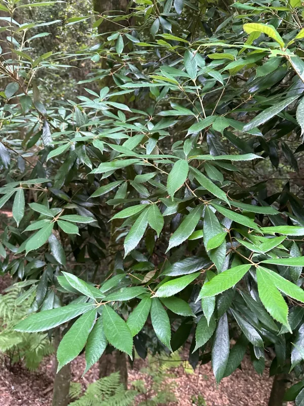 Japanese evergreen oak