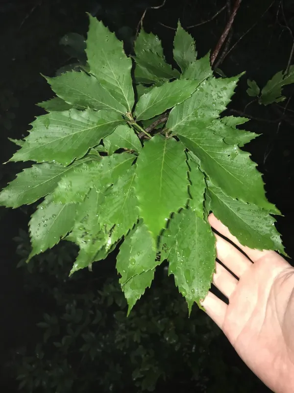 Sawtooth oak