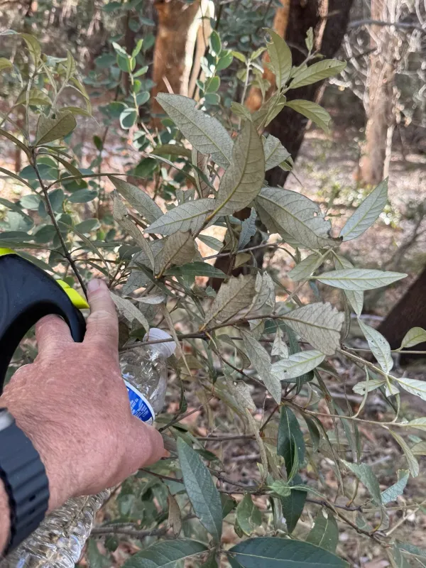 Silverleaf oak