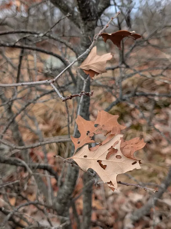 Bear oak