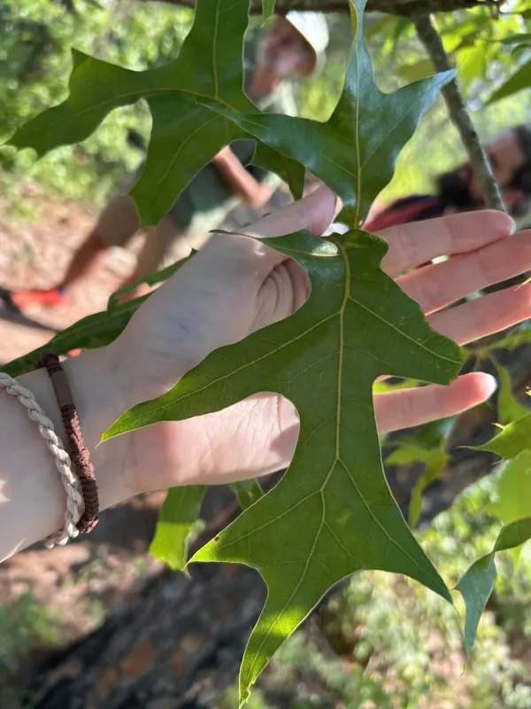 Turkey oak