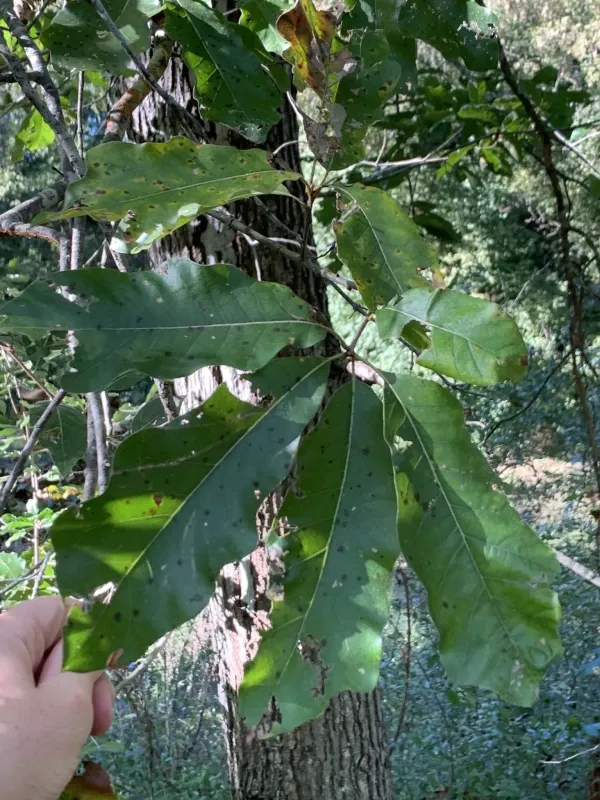 Lea's Oak