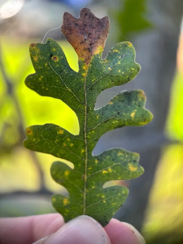 Valley oak