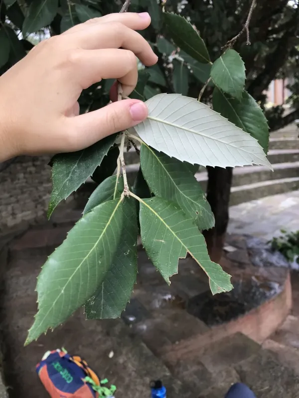 Banj oak