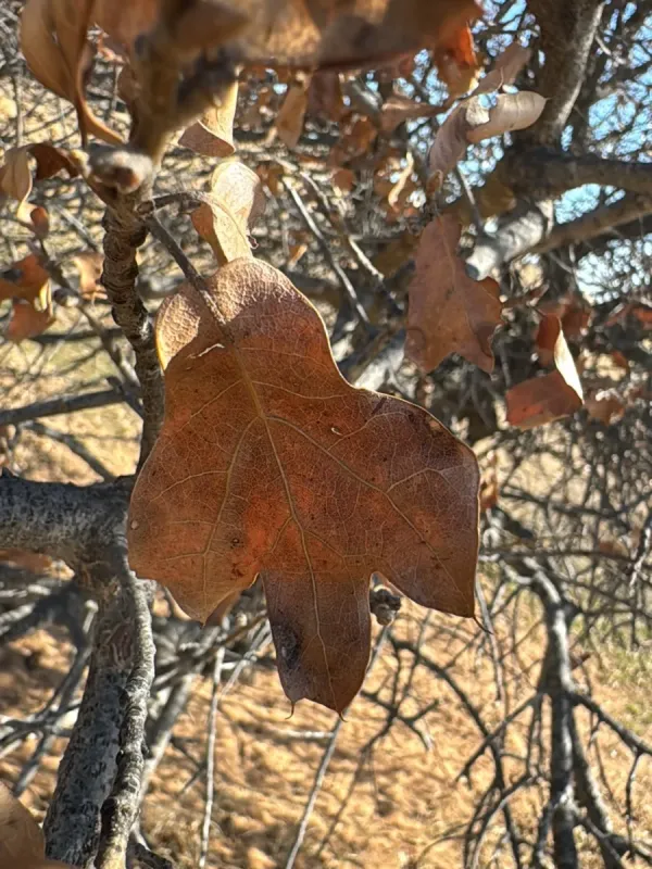 Blackjack oak