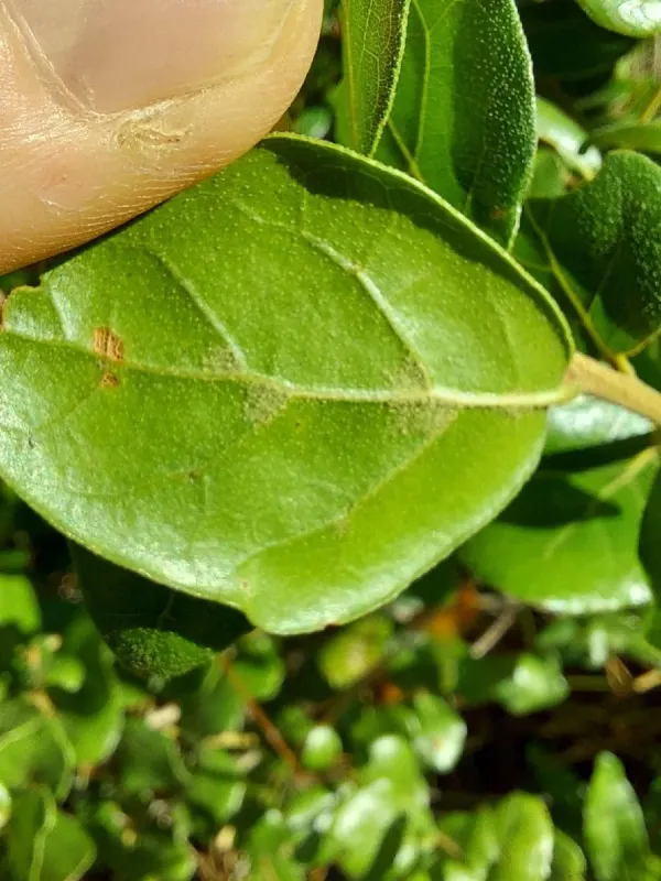 Myrtle oak