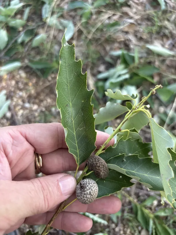 Chinkapin oak