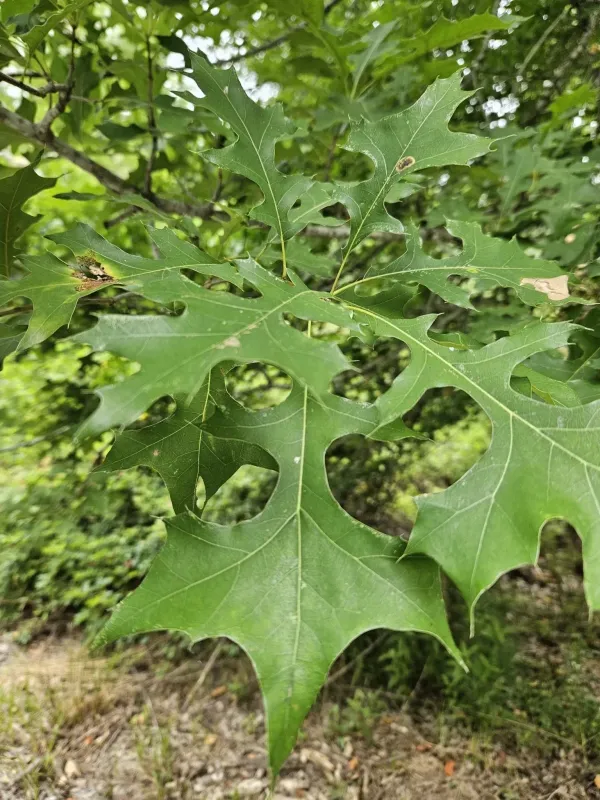 Nuttall Oak