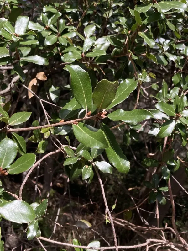Phillyrea-leaved oak
