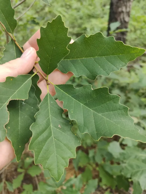 Dwarf chinkapin oak