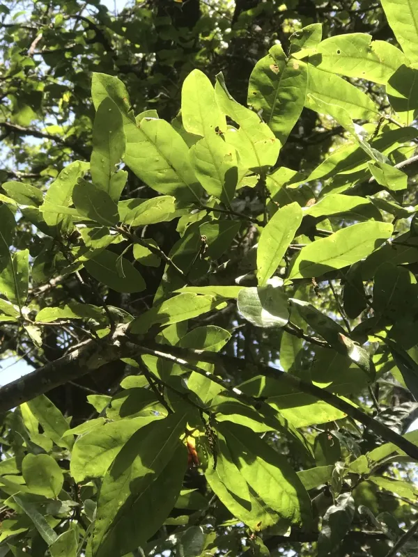 Rudkin oak