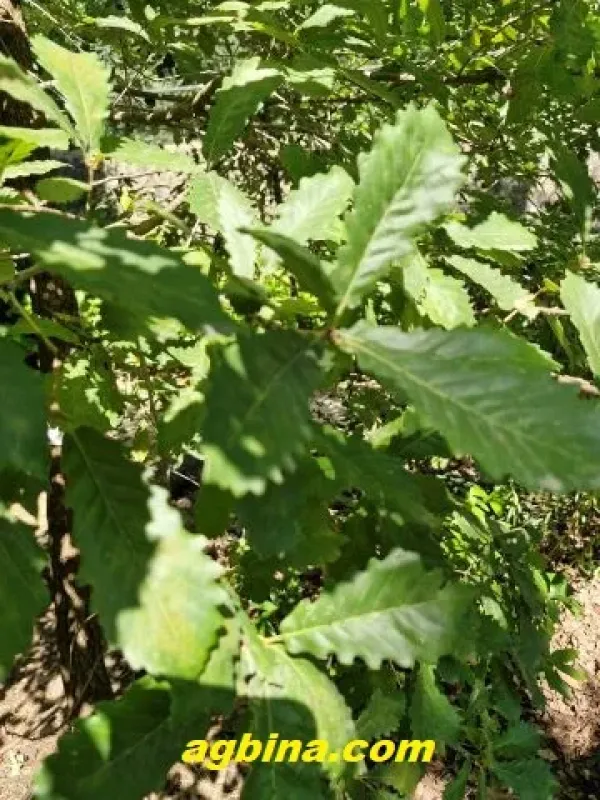 Rehder Oak
