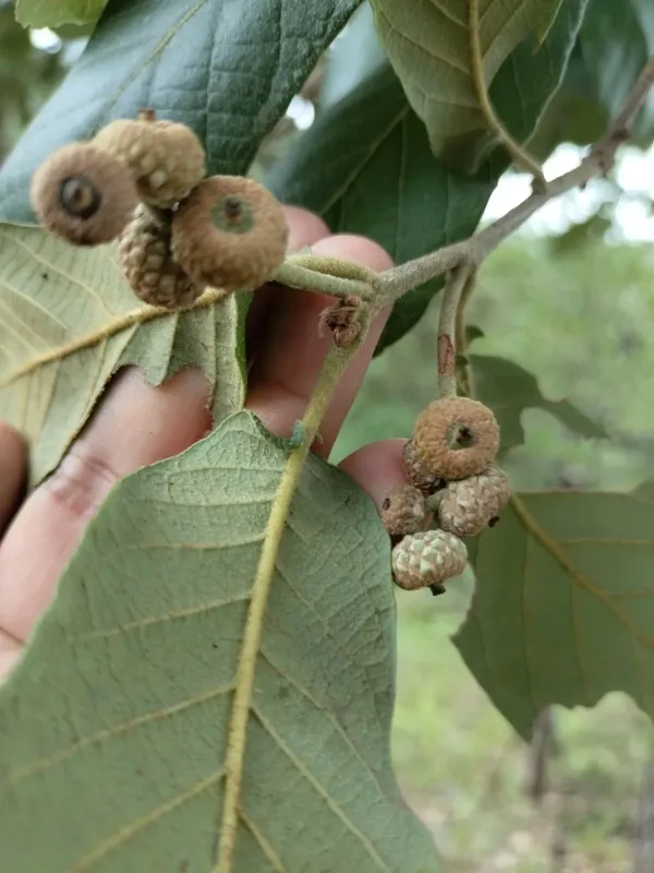 Netleaf oak