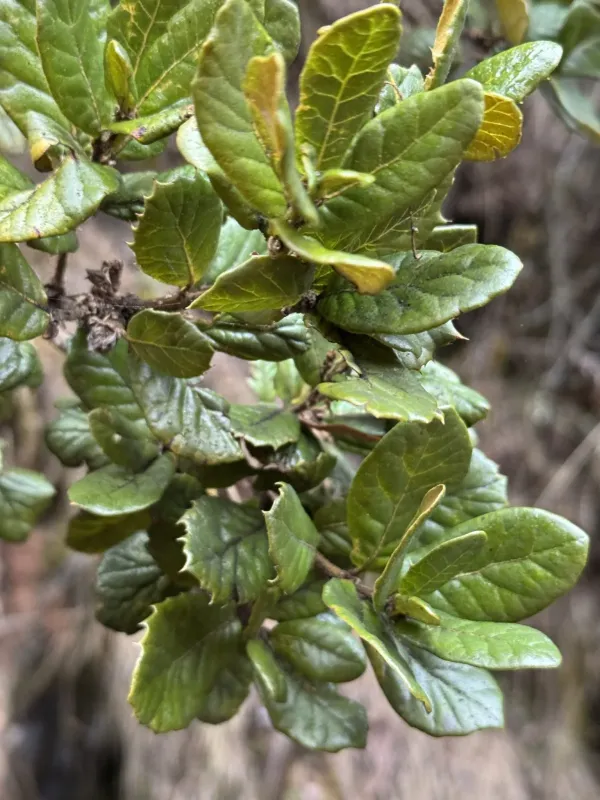 Brown oak