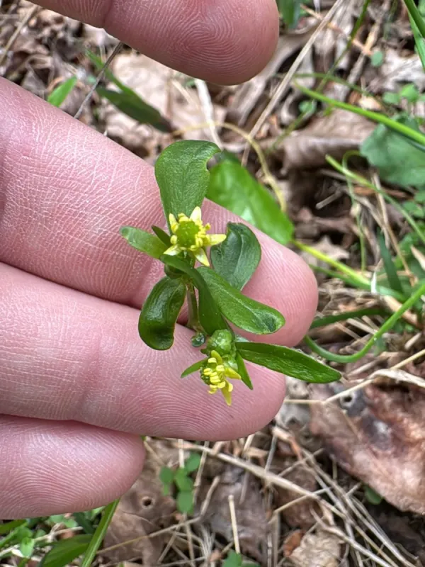 Kidney-leaf buttercup