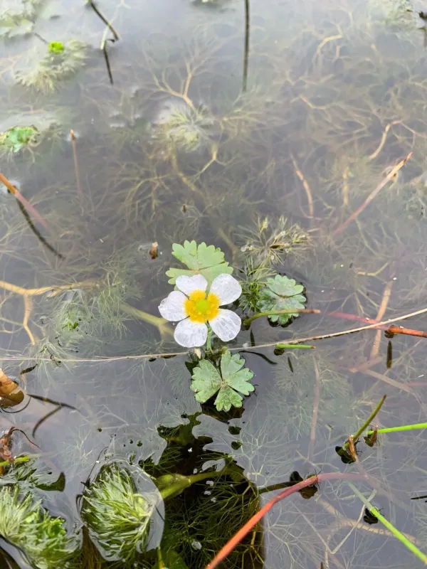 Water crowfoot