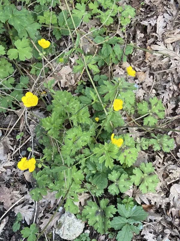 Constantinople buttercup