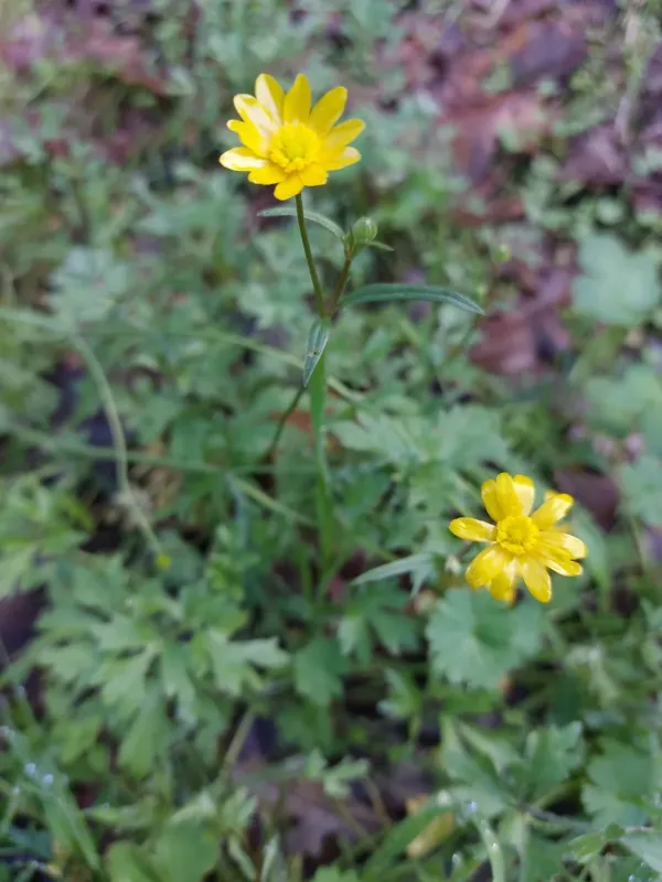 California buttercup