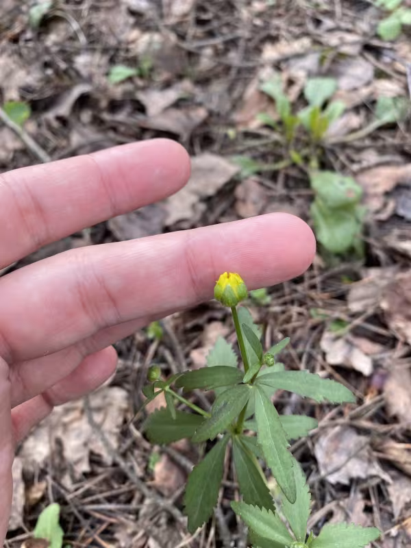 Cassubian buttercup