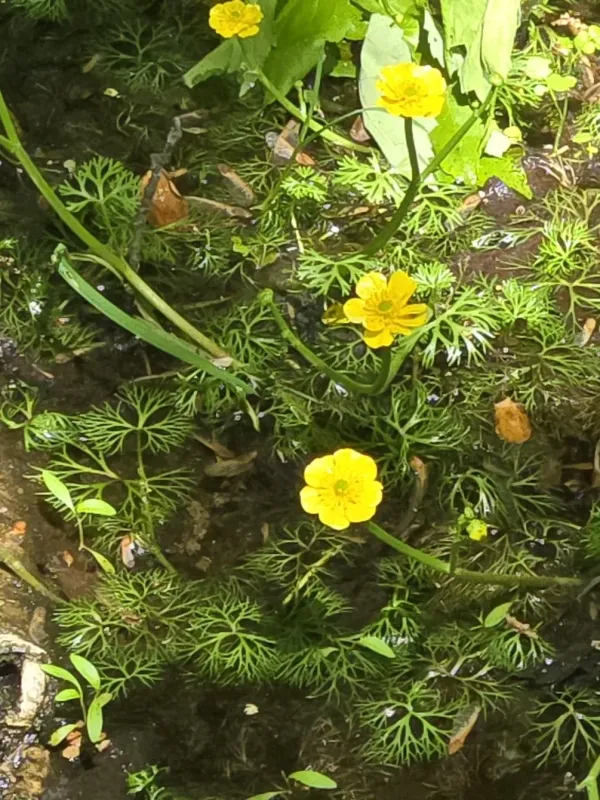 Yellow water buttercup