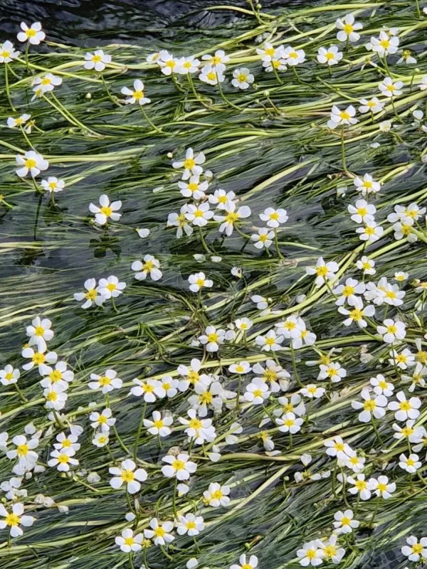 River water-crowfoot
