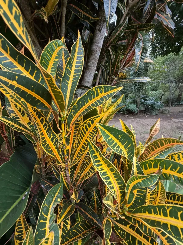 Garden croton