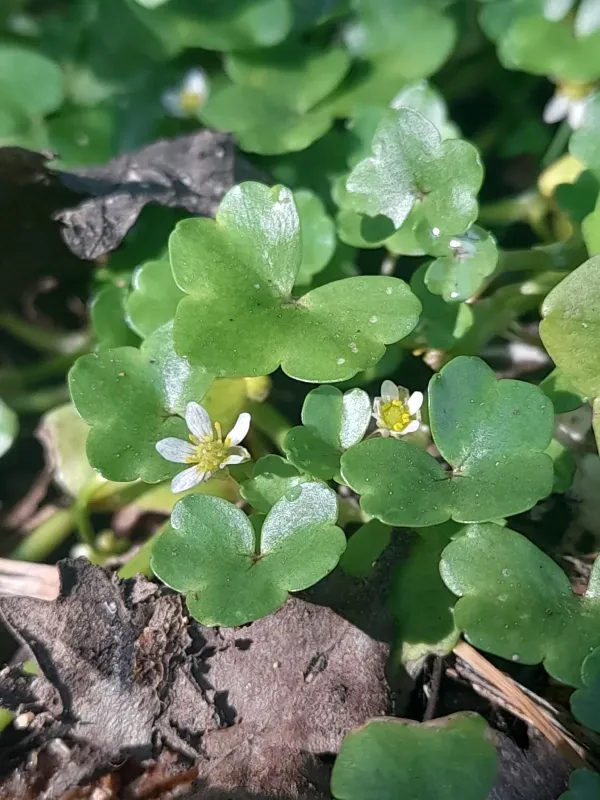 Ivy-leaved crowfoot