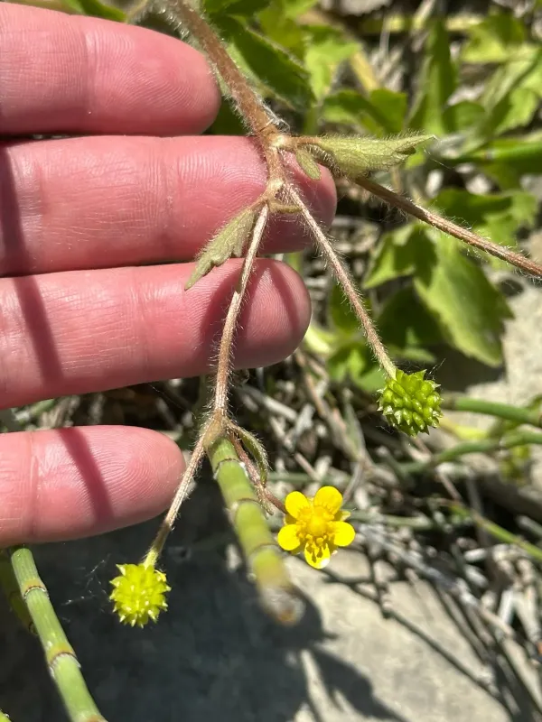 Macoun's buttercup