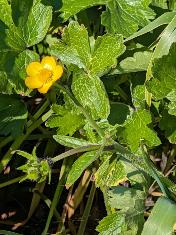 Large-leaved buttercup