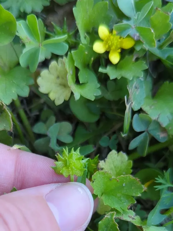 Spinyfruit buttercup