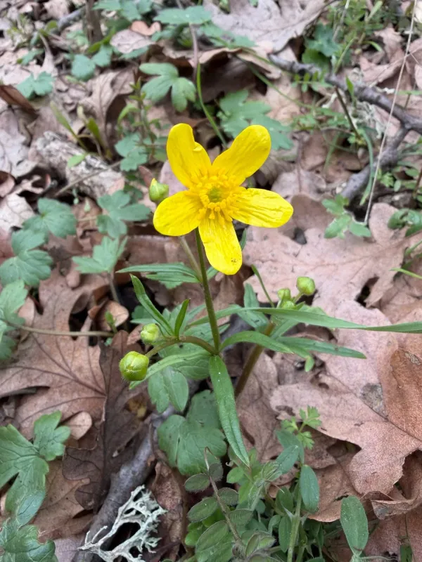 Western buttercup