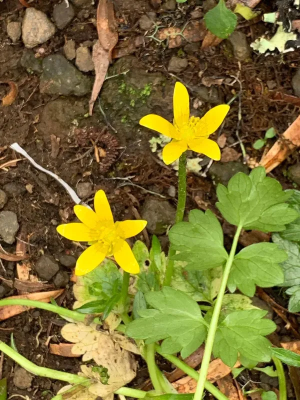 Mountain buttercup