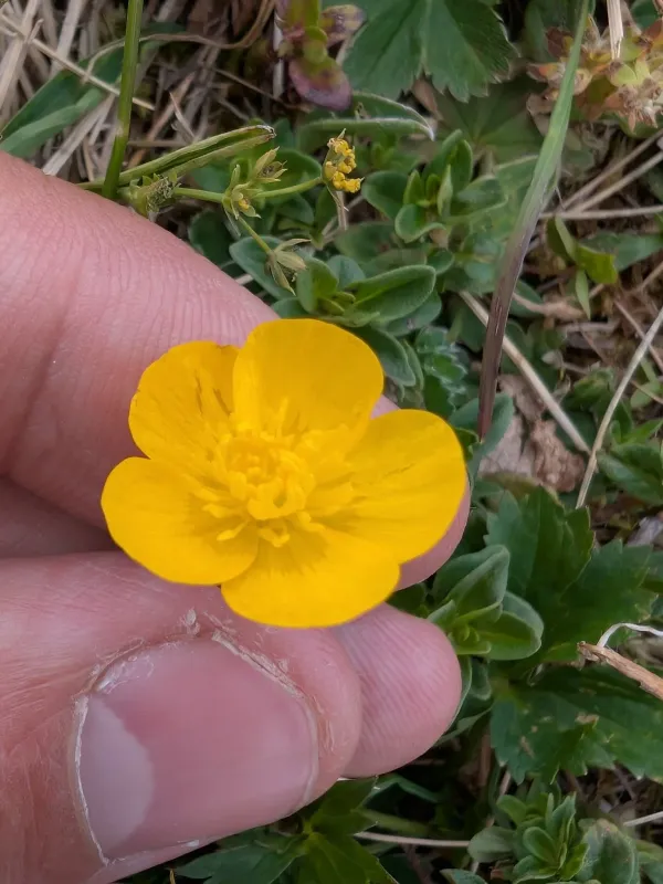 Breyn's Buttercup