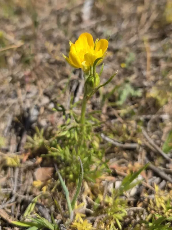 Marsh buttercup